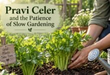 Pravi Celer