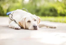 Best Breeds for Psychiatric Service Dogs