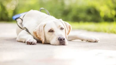 Best Breeds for Psychiatric Service Dogs