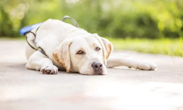 Best Breeds for Psychiatric Service Dogs