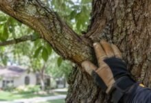 Top 10 Tree Care and Preservation Companies in Lafayette, Louisiana